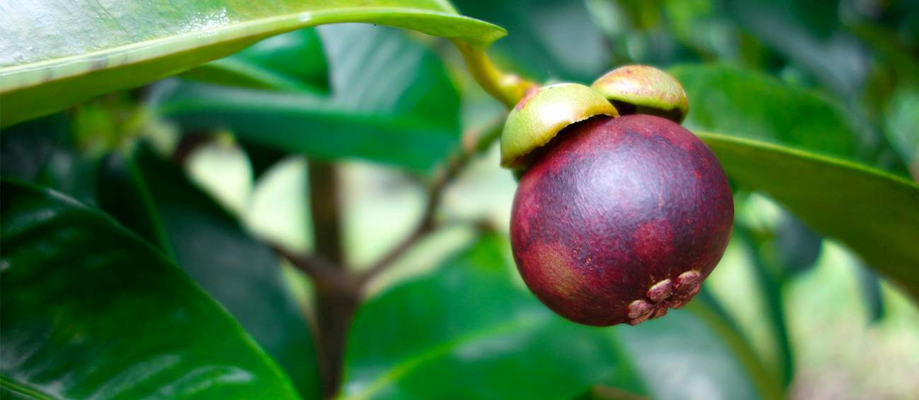 mangosteen-local-tropical-fruit-from-indonesia-southeast-asia