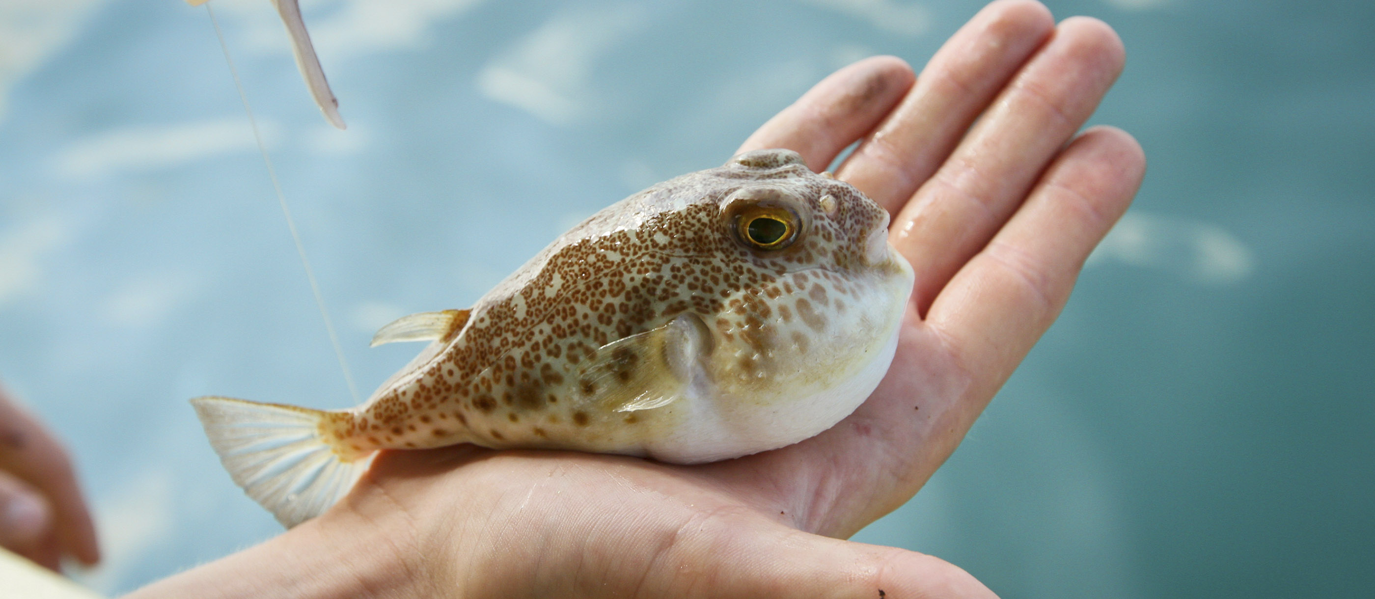 Fugu liver - mosttyred