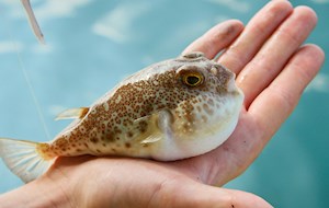 Fugu