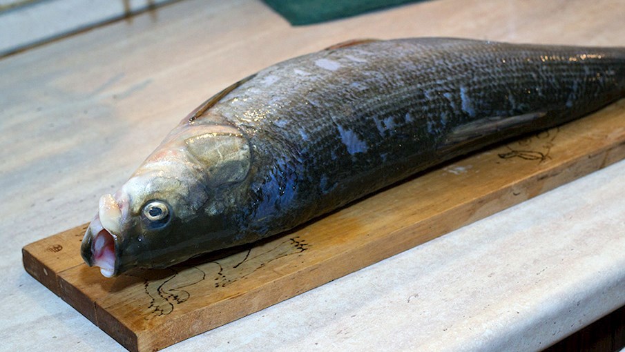 3 Best Freshwater Fish in Russia - TasteAtlas