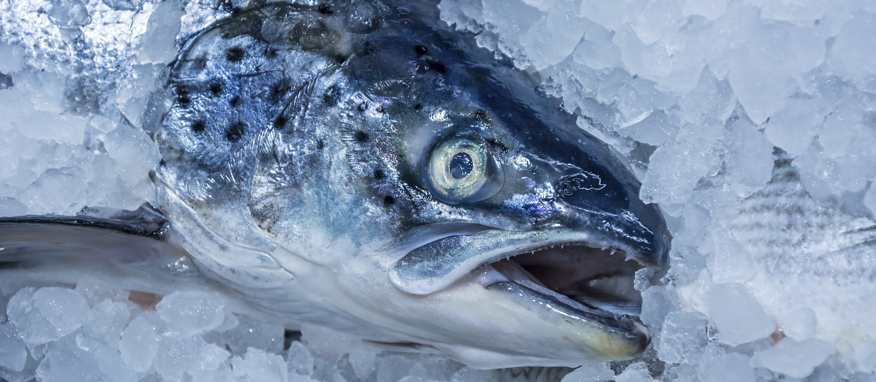 Tasmanian Salmon Vs Atlantic Salmon Legionaugust