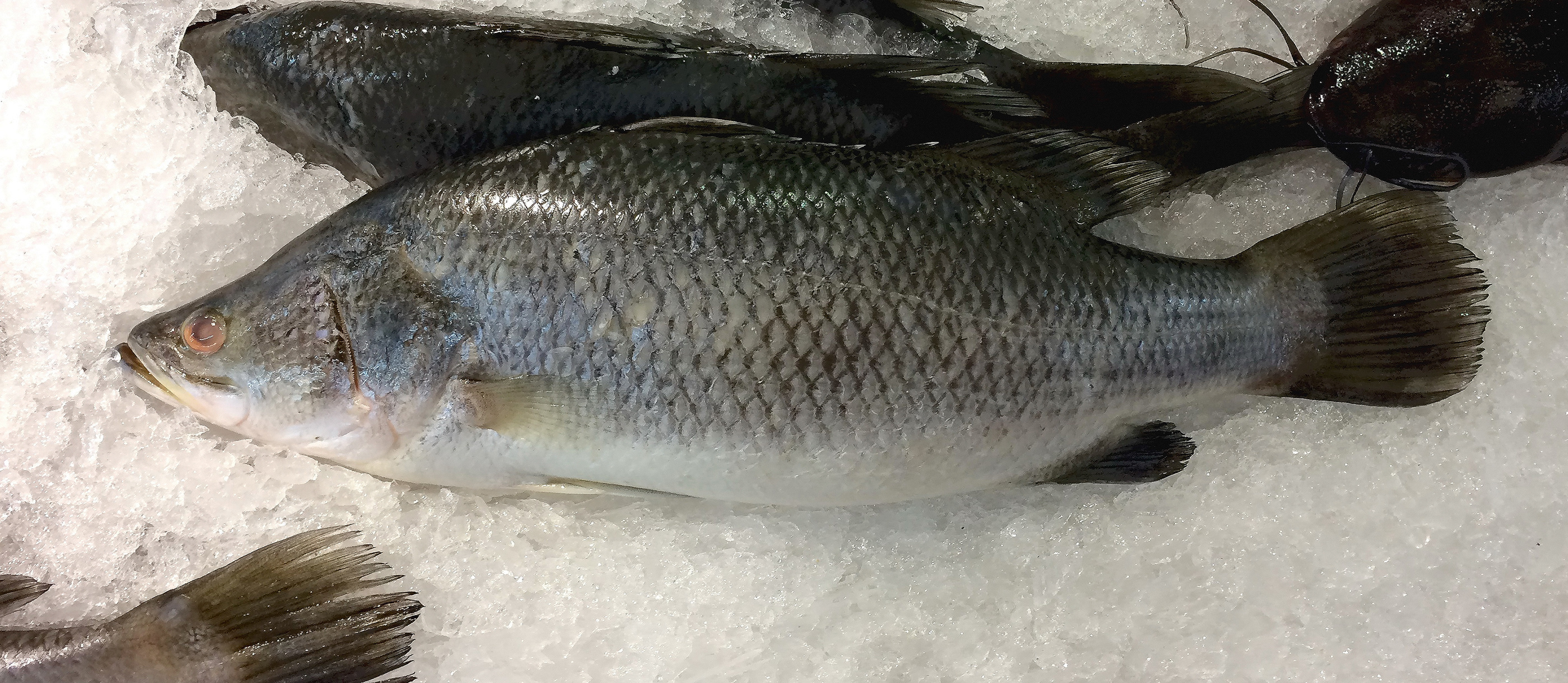 Where to buy barramundi