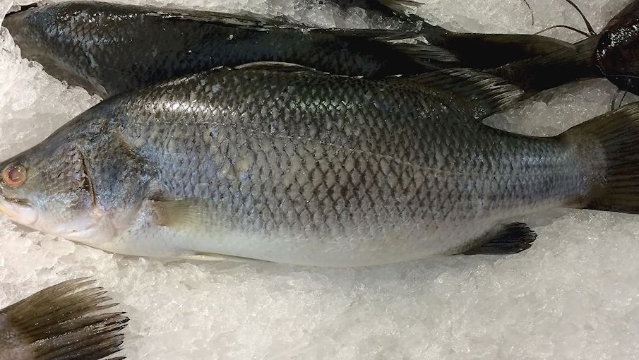 56 Best Freshwater Fishes in the World - TasteAtlas