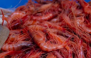 Gamba de Palamós