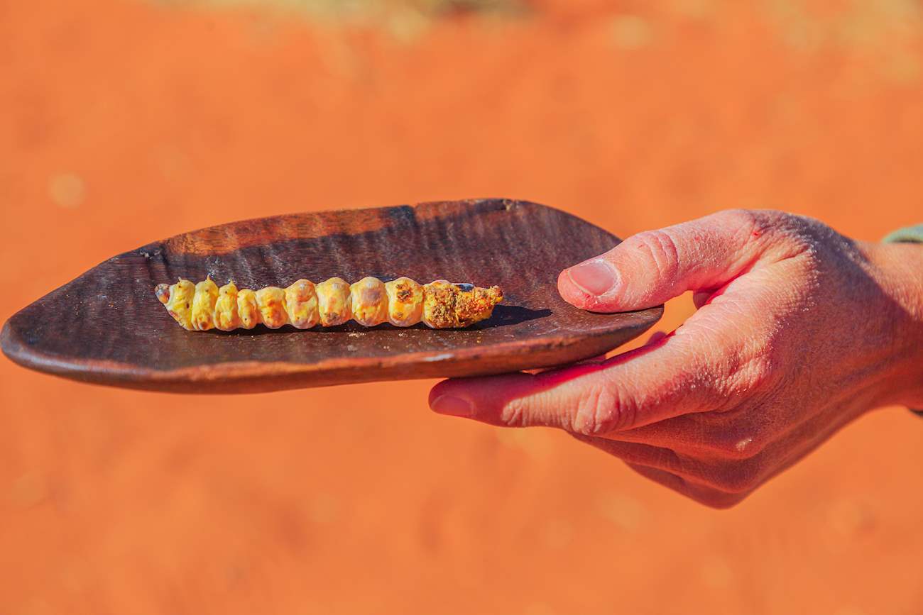 witchetty-grub-local-insect-from-australia