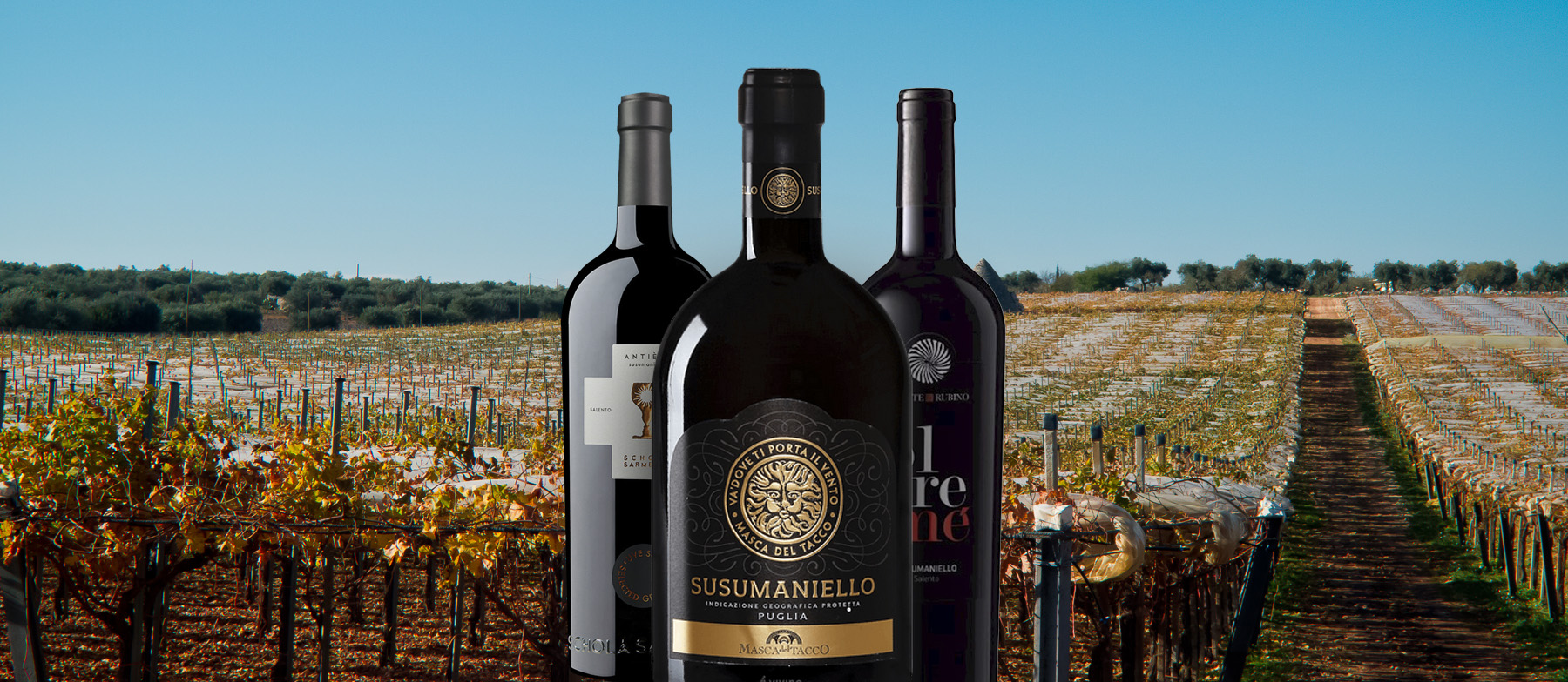 Susumaniello Local Wine Variety From Apulia Italy susumaniello-local-wine-variety-from-apulia-italy