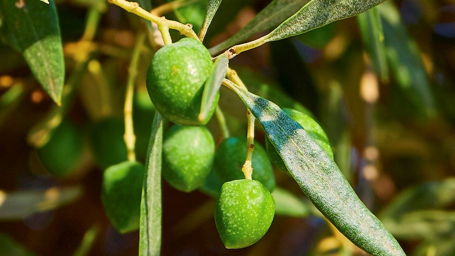 5 Most Popular Italian Olives TasteAtlas