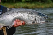 Wild Alaska Salmon Local Salmon From Alaska United States Of America