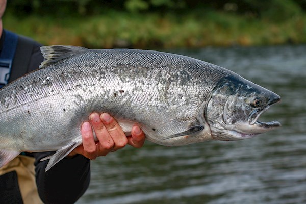 Wild Alaska Salmon  Local Salmon From Alaska, United States of America