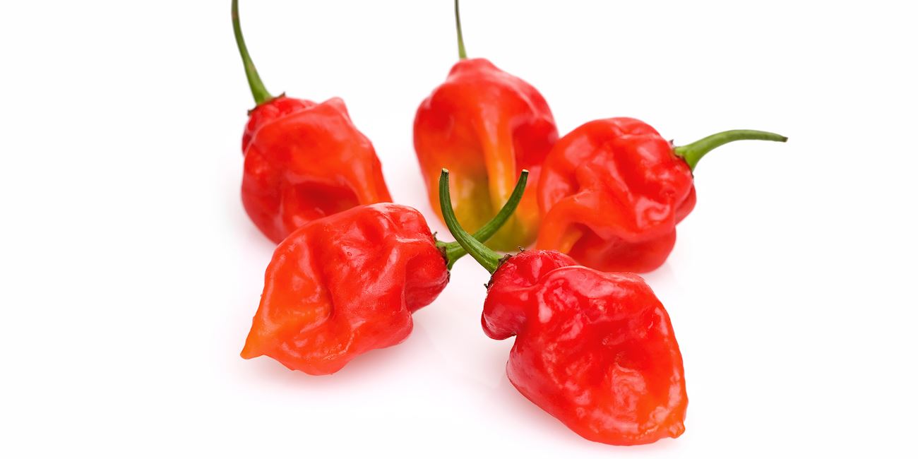 Datil Pepper Local Hot Pepper From St. Augustine, United States of