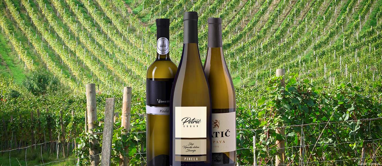 Pinela Local Wine Variety From Municipality of Vipava, Slovenia