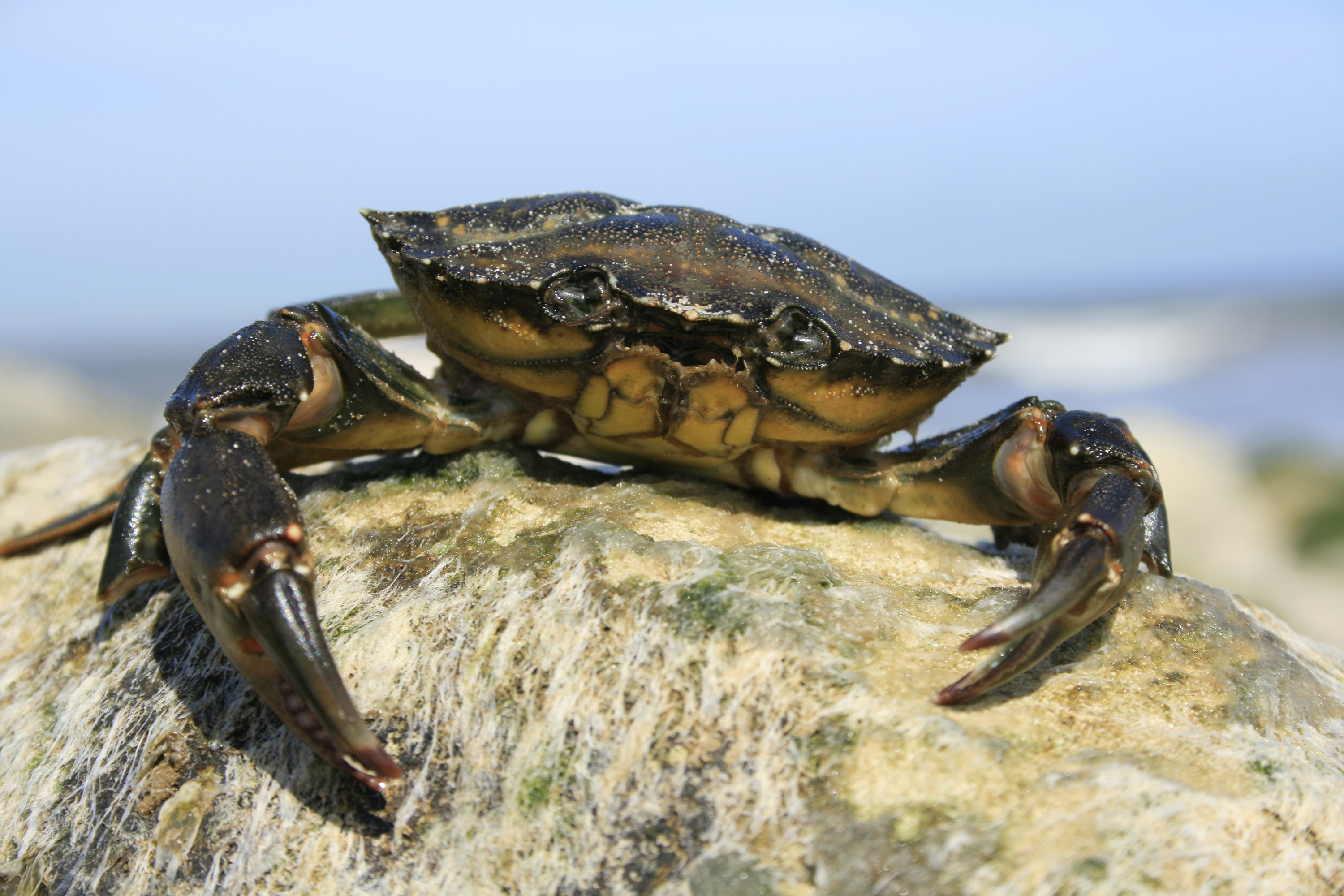 Dorset Crab