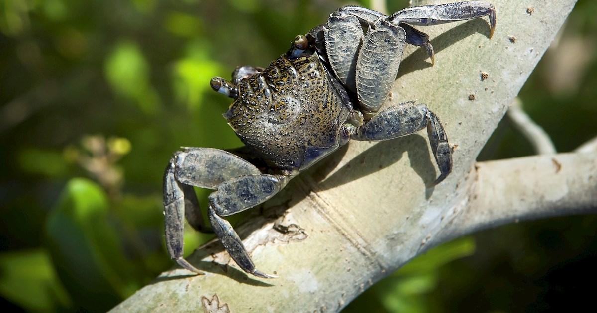 15 Best Crabs in the World - TasteAtlas