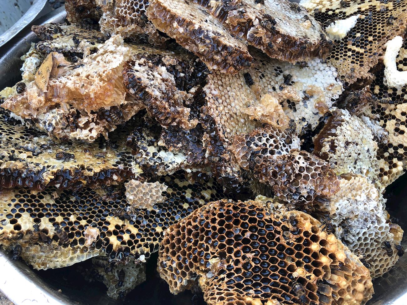 Puebla Sierra Norte Native Bees Honey Local Honey From Puebla, Mexico