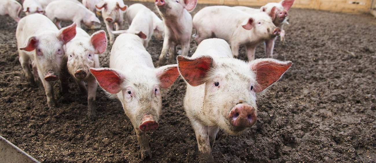 Porc de Vendée Local Pork From Vendée, France