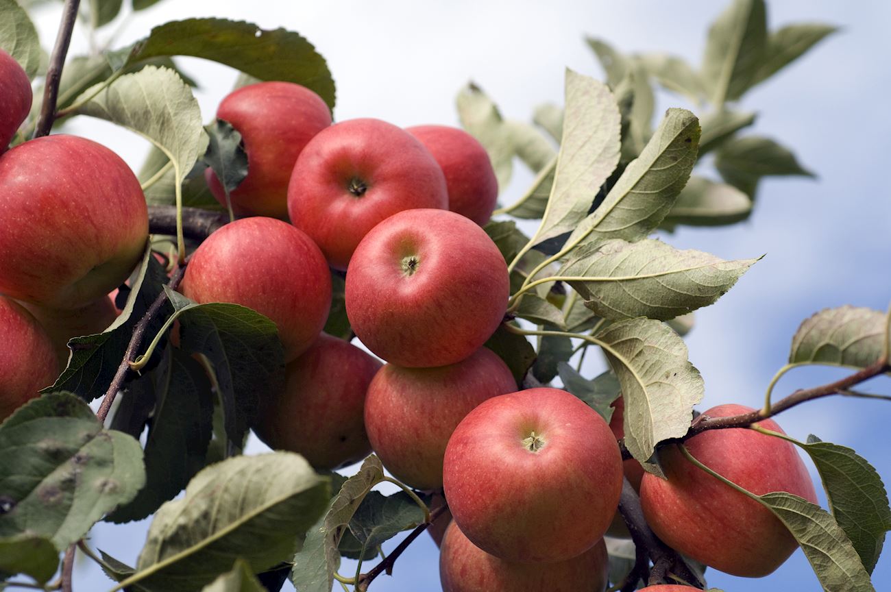 Elstar Apples | Local Apple Variety From Gelderland, Netherlands