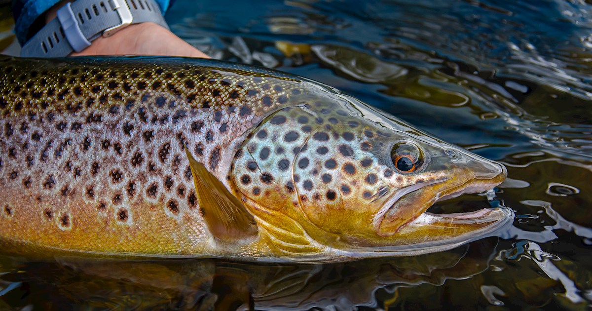 Trucha Patagónica | Local Trout From Patagonia, Argentina