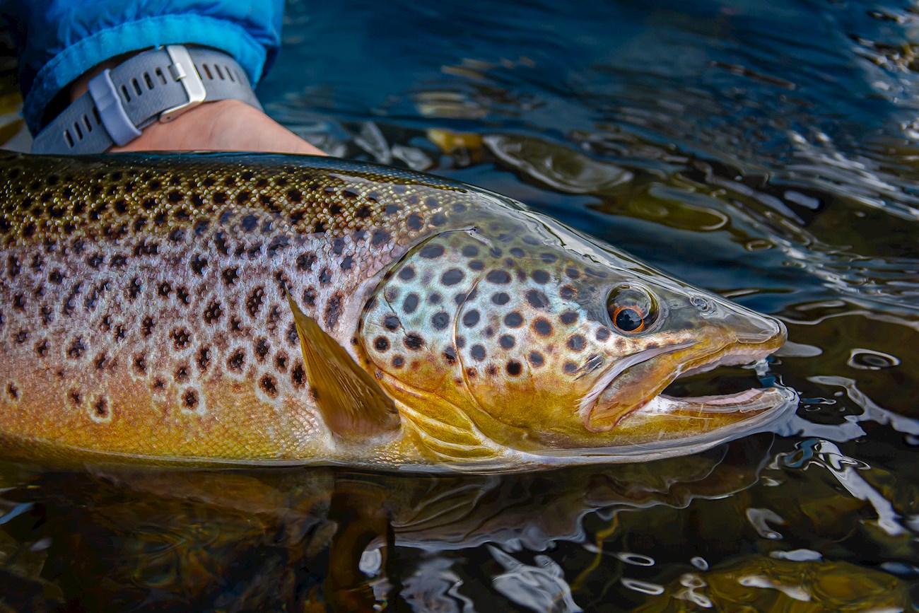 Trucha Patagónica | Local Trout From Patagonia, Argentina