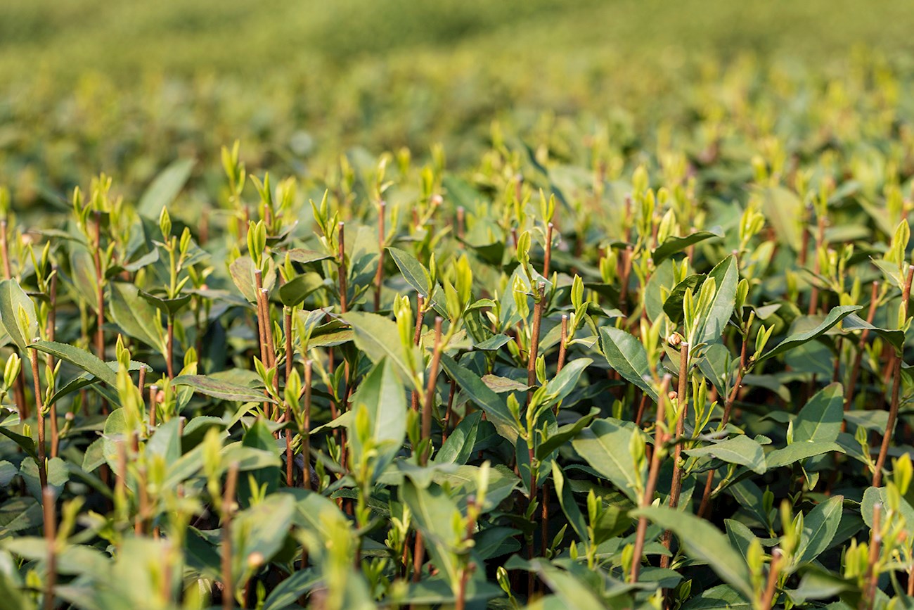 Longjing Tea | Local Tea From Zhejiang, China