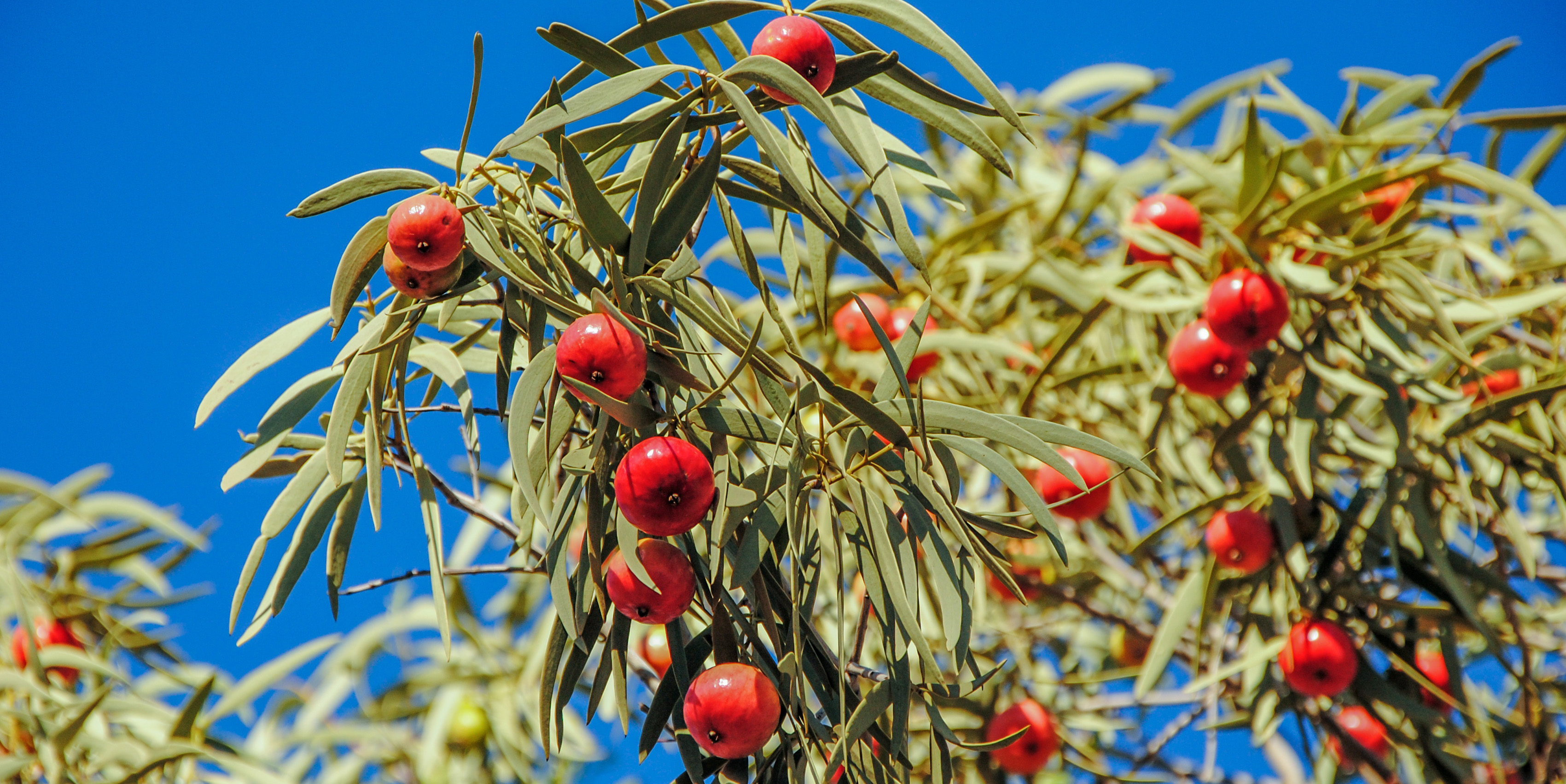 A Taste of Australia: Exploring the National Fruit, the Quandong