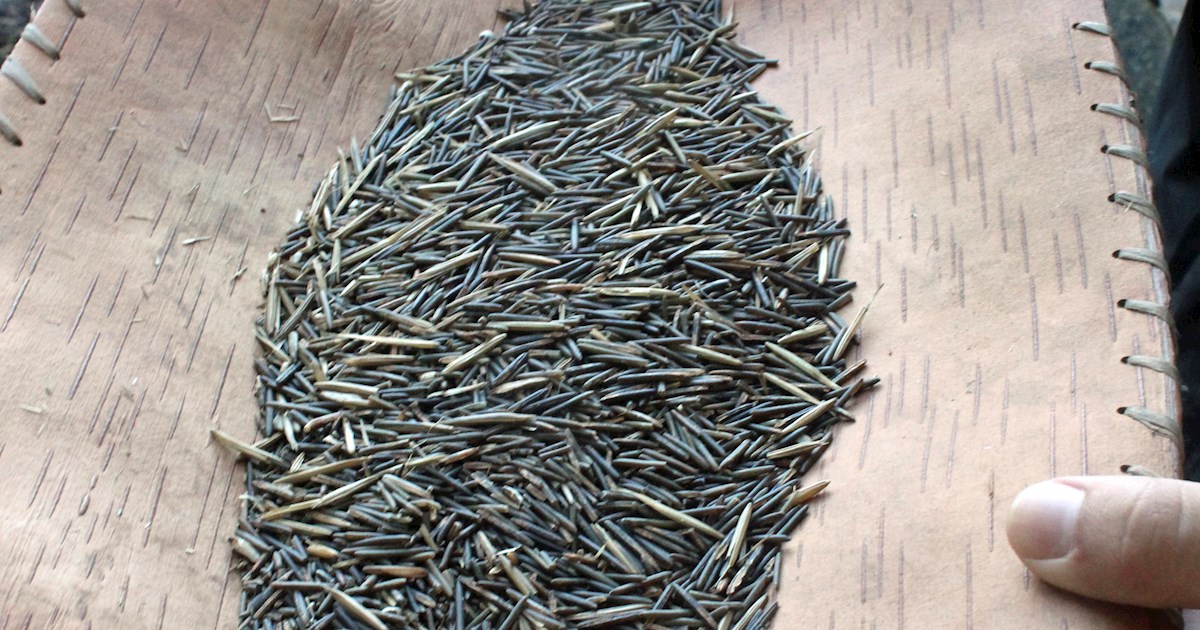Anishinaabeg Manoomin | Local Grains From Minnesota, United States of ...