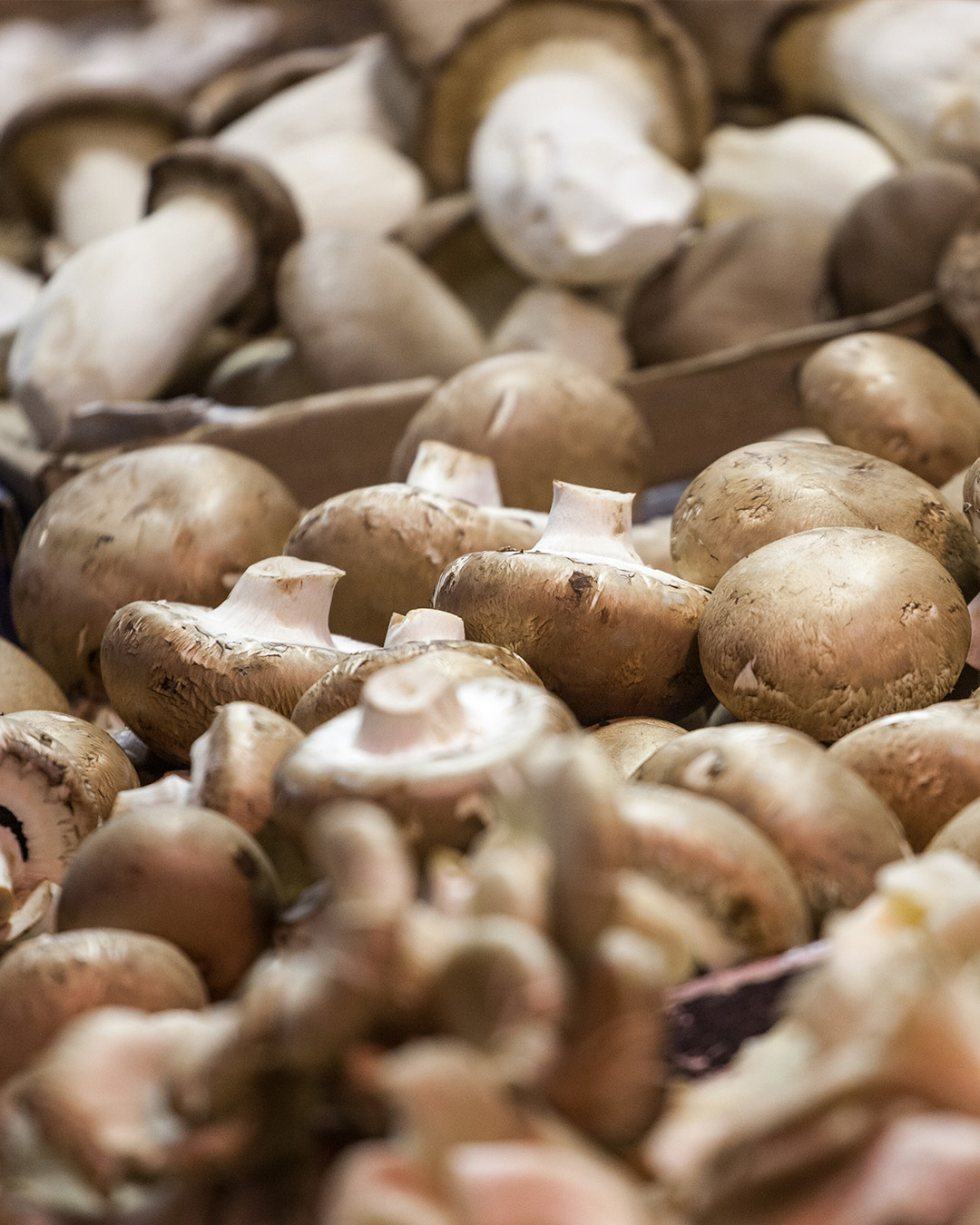 Champignons de Paris | Local Champignon From France, Western