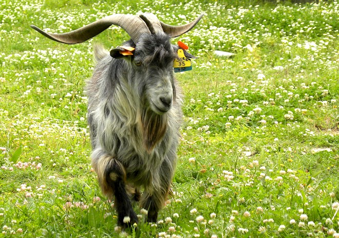 Portuguese Goats: 6 Goat Types in Portugal | TasteAtlas