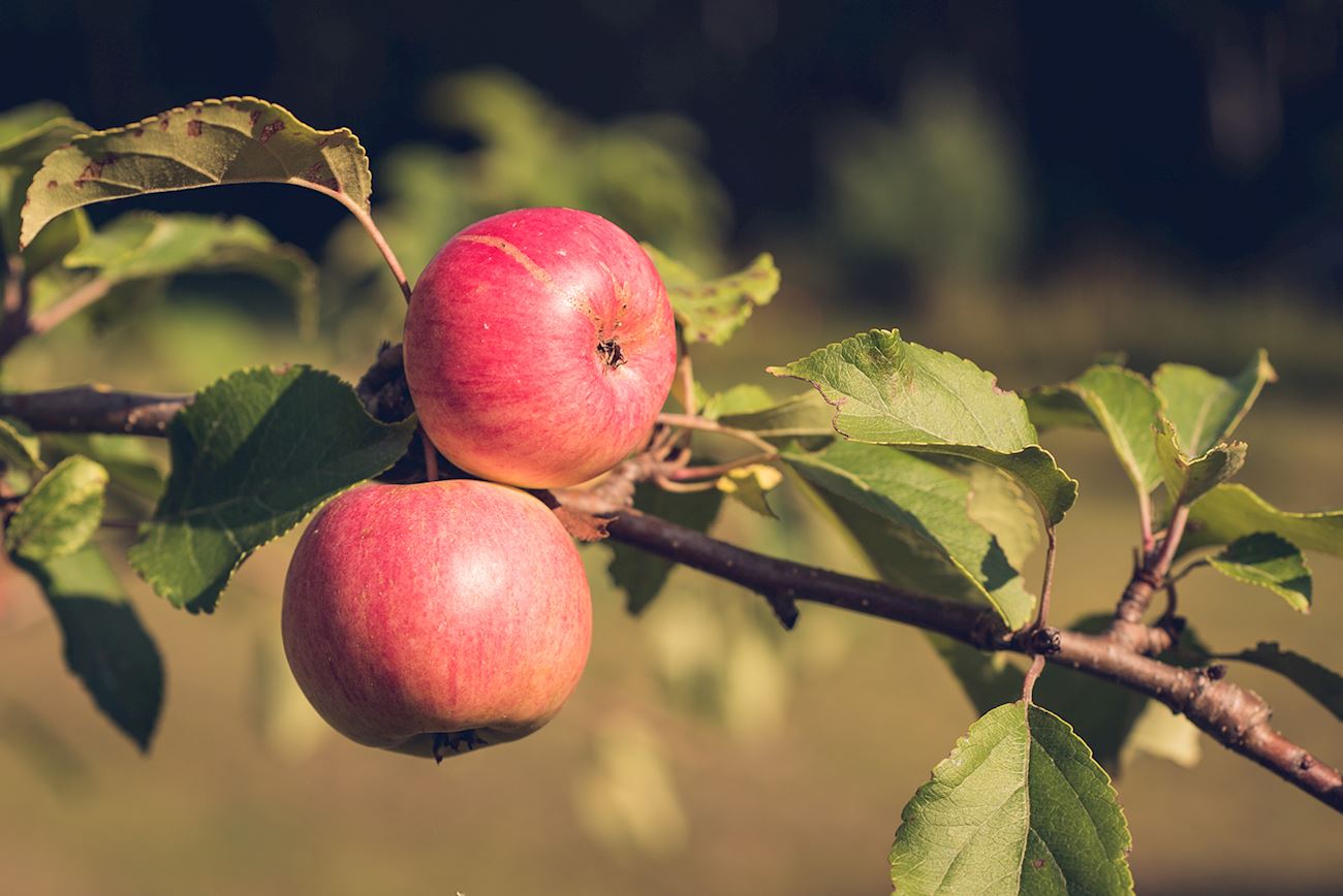Chestnut Crab Apples Local Apple Variety From Minnesota, United