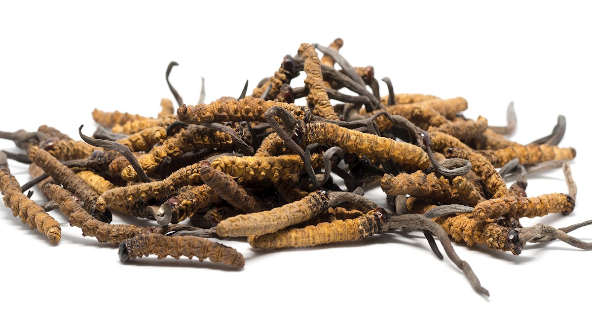 L'oro Himalayano Nepal Di Yartsa Gunbu Yarsagumba Di Sinesis Di