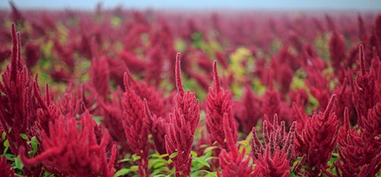 Tehuacán Amaranth