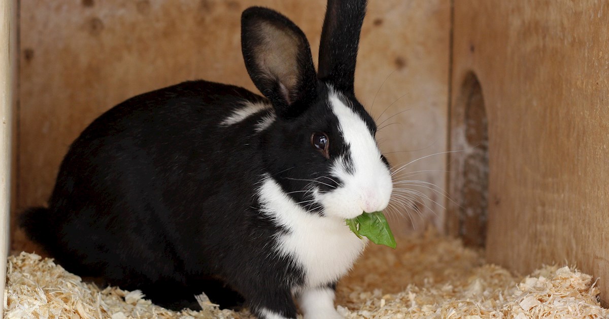 Mellerud Rabbit | Local Rabbit From Gotland County, Sweden