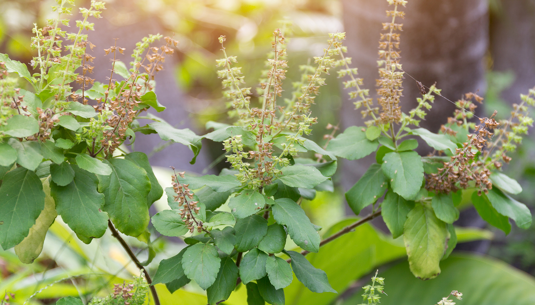 Indian Herbs And Their Uses