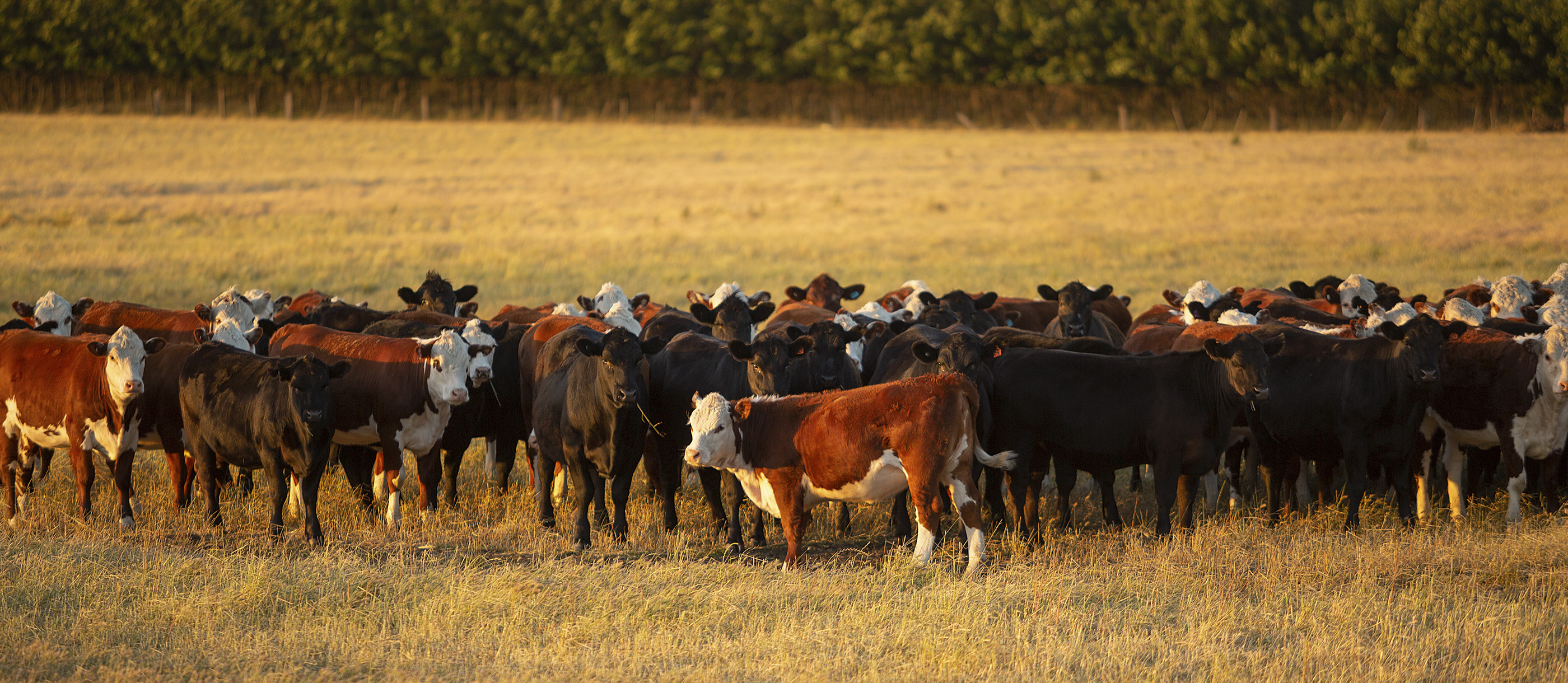 Tasmanian Beef Local Beef From Tasmania, Australia