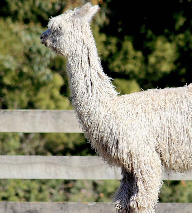 Alpacas of the World: 2 Alpaca Types - TasteAtlas