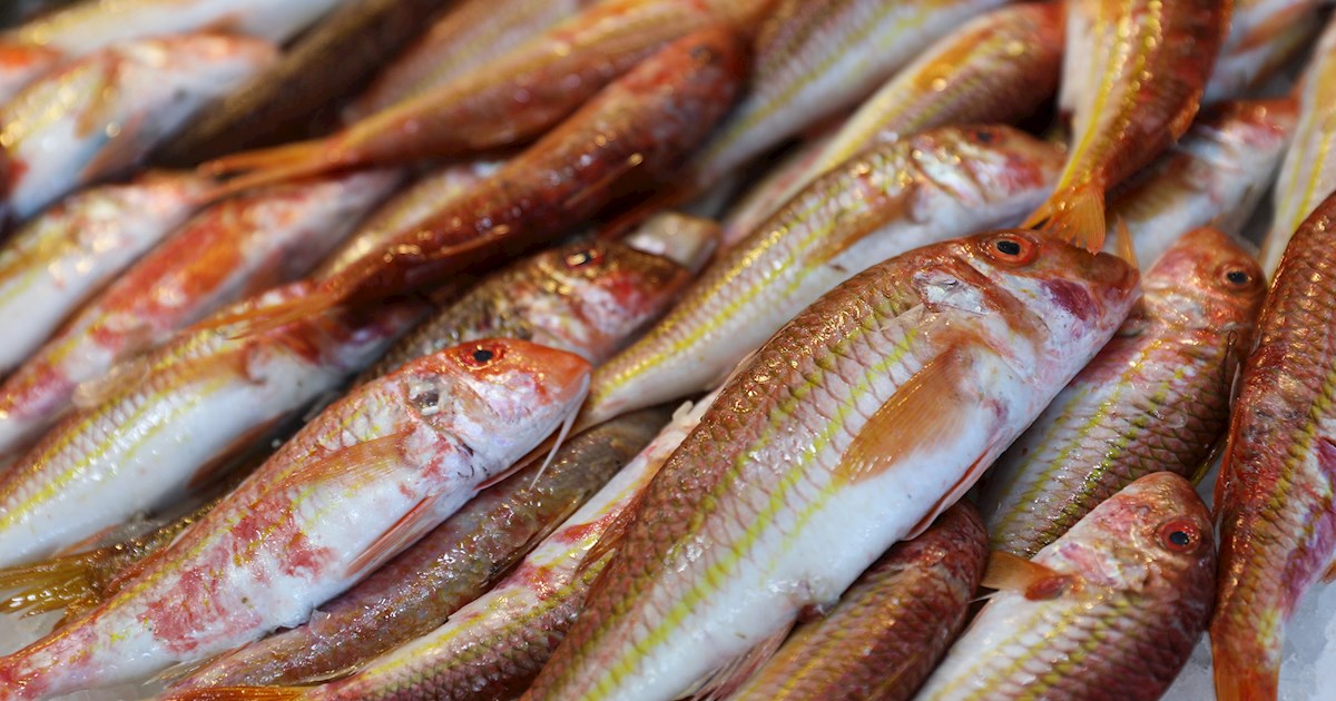 Barbounia  Local Red Mullet From Greece, Southeastern Europe
