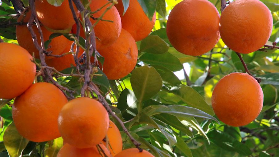 Most Popular Oranges in the World TasteAtlas