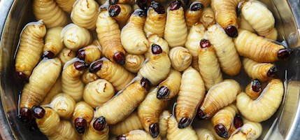 South American palm weevil larvae