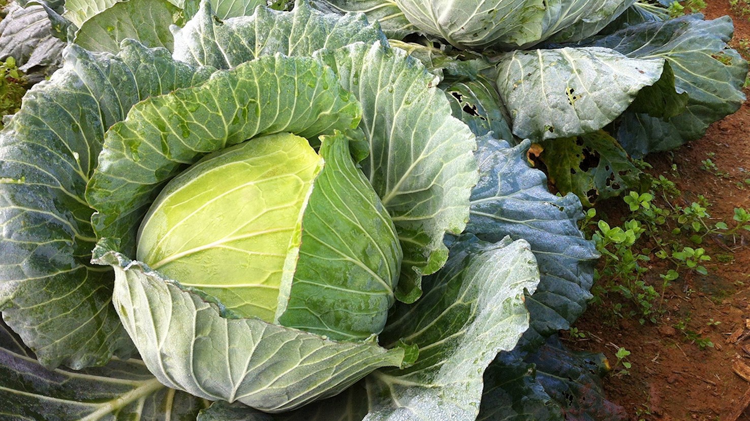 9 Best Wild Cabbages in Europe - TasteAtlas