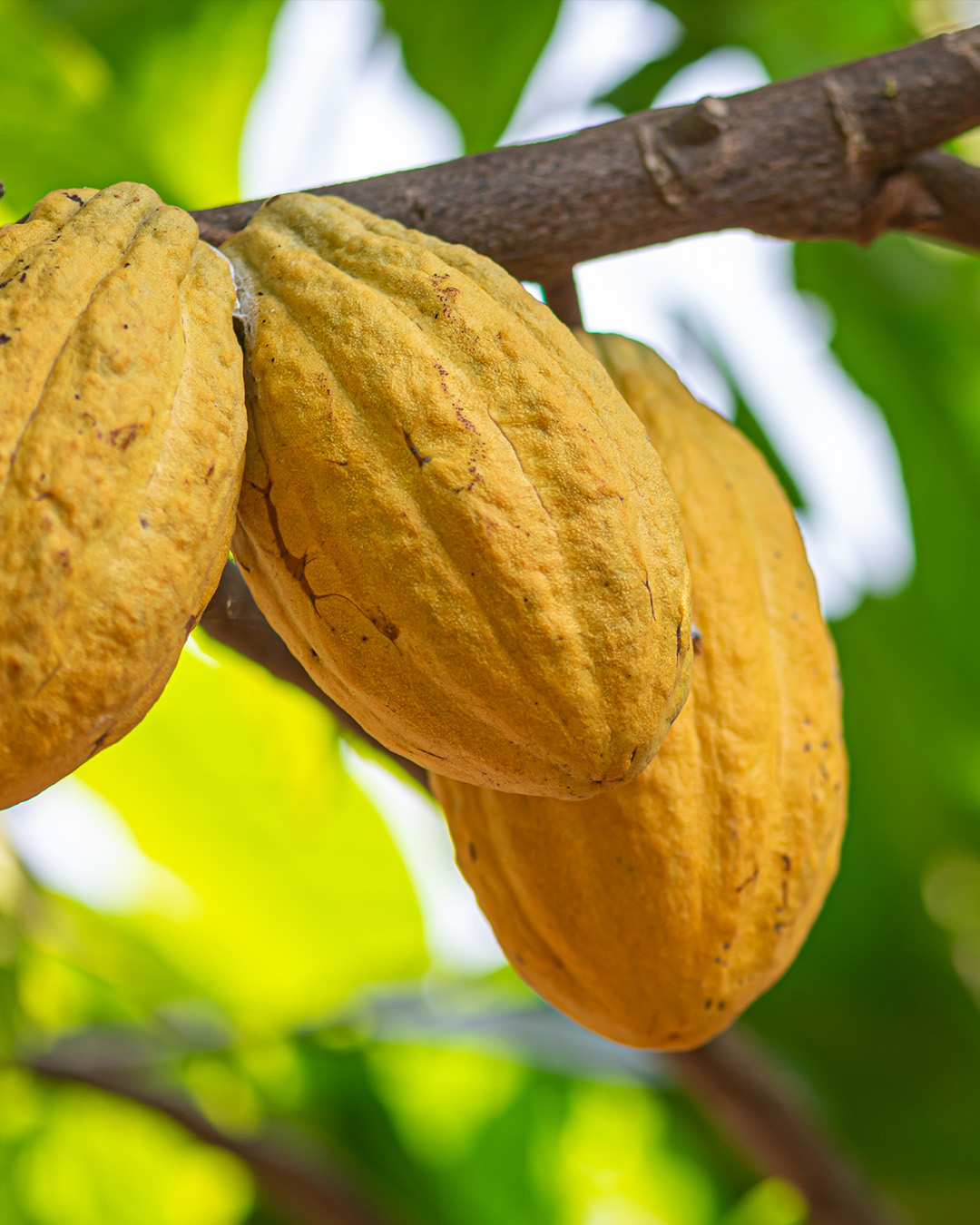 Forastero | Local Cocoa Beans From Brazil