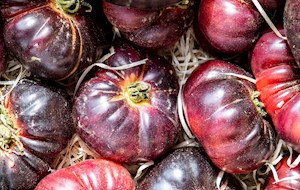 Cherokee purple