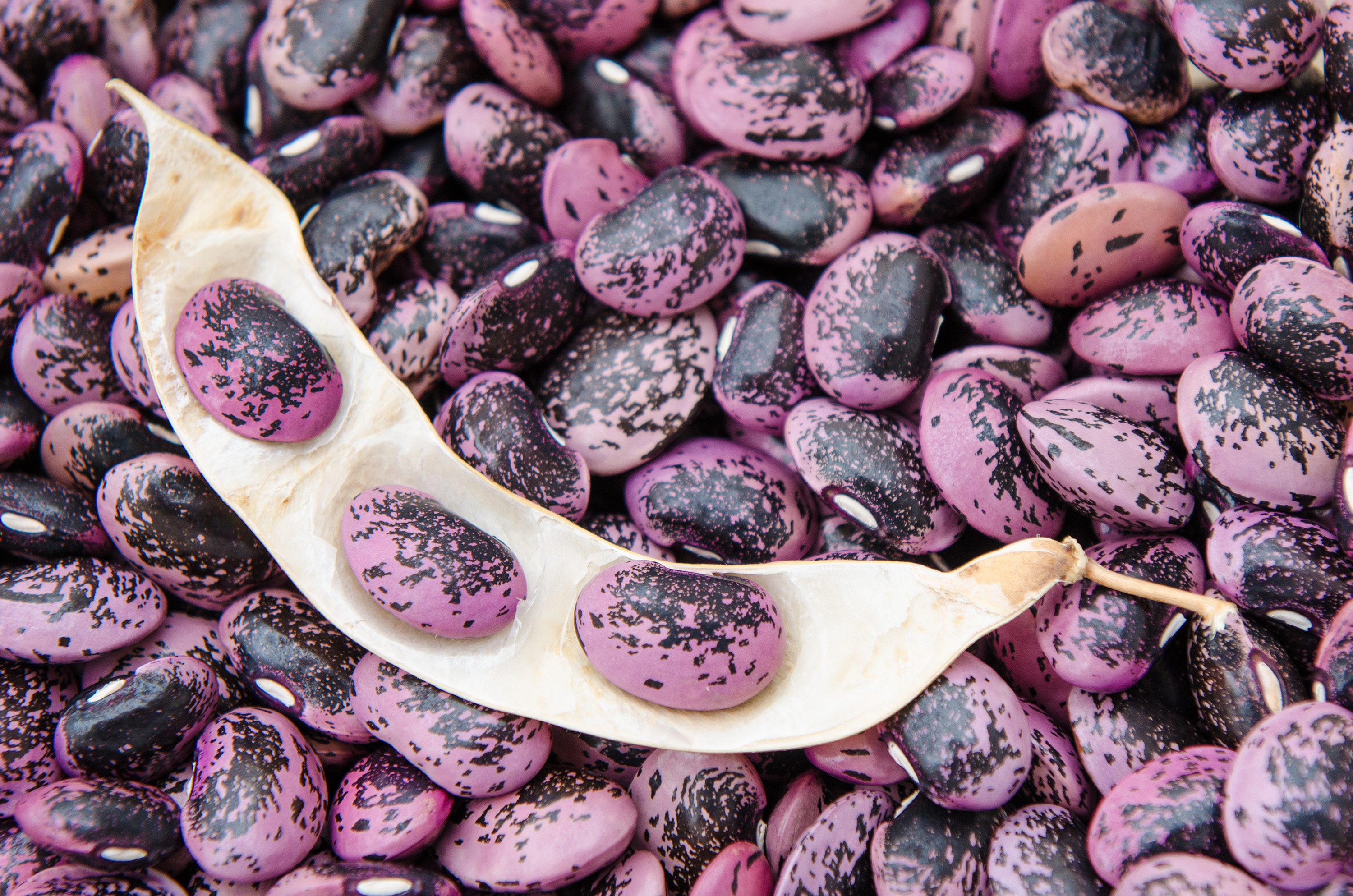 Steirische Käferbohne | Local Runner Beans From Styria, Austria