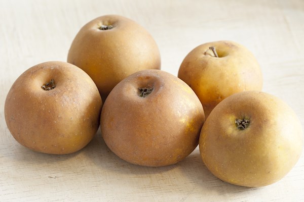 Golden Russet Apples Information and Facts