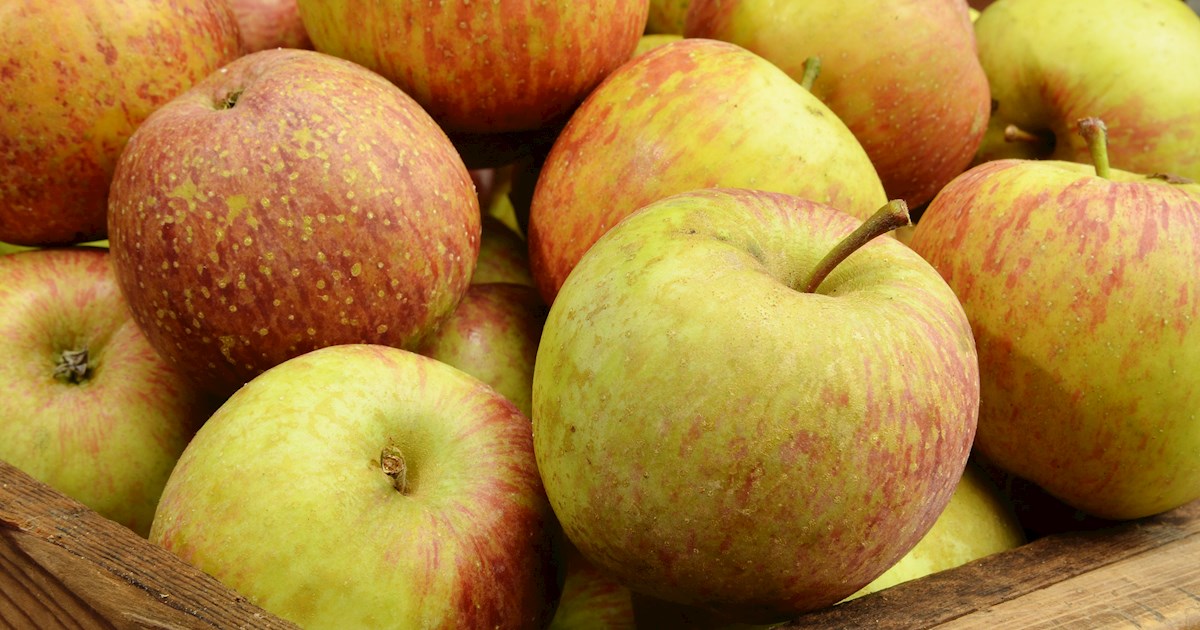 nova-easygro-apples-local-apple-variety-from-nova-scotia-canada