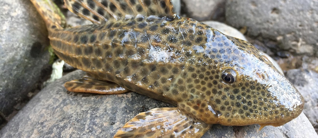 4 Best Fish in Brazil - TasteAtlas