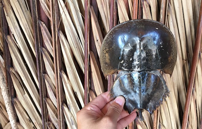 Asian Shellfish: 4 Shellfish Types in Asia | TasteAtlas