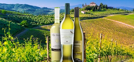 Verdicchio