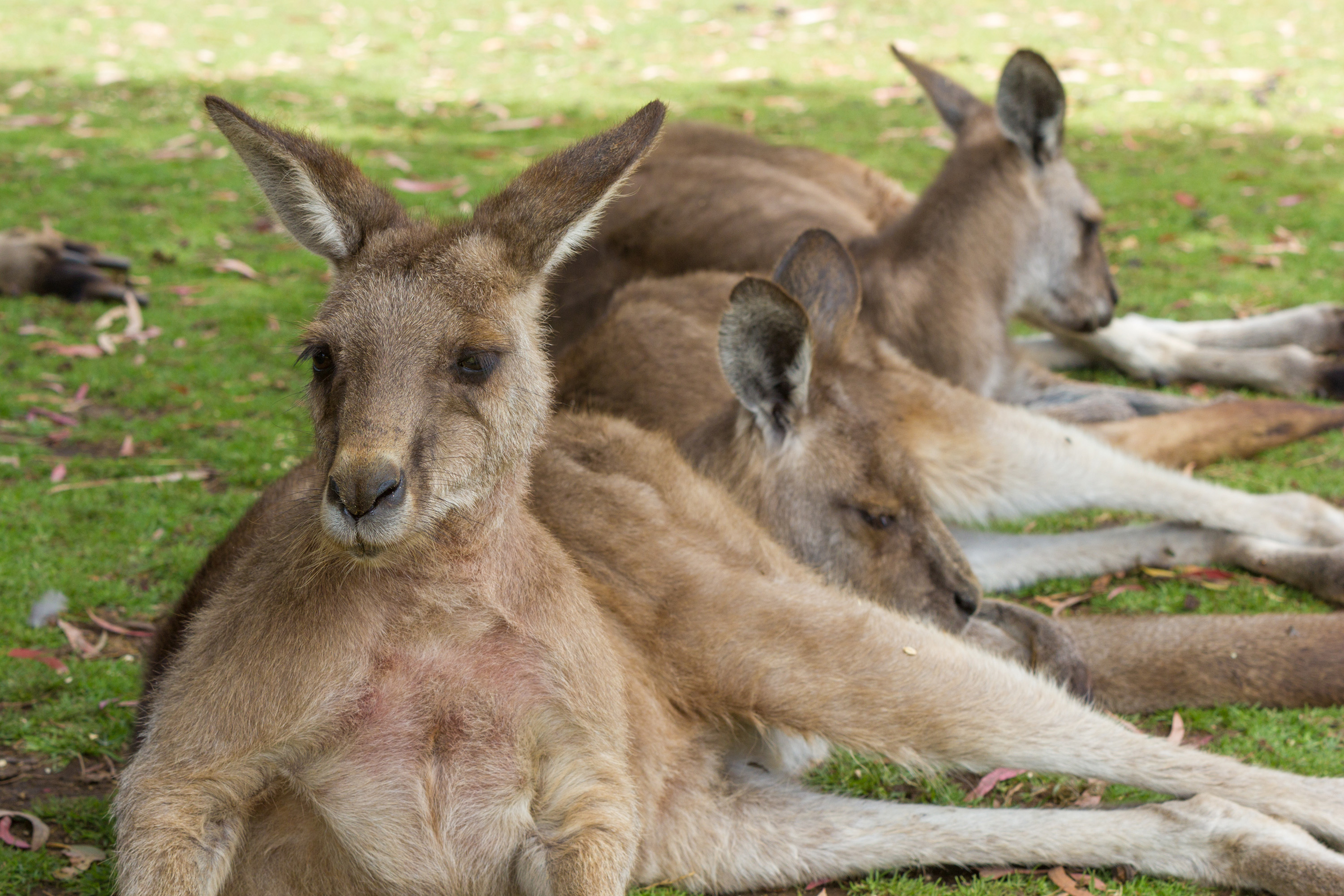 Kangaroo Meat Local Game From Australia