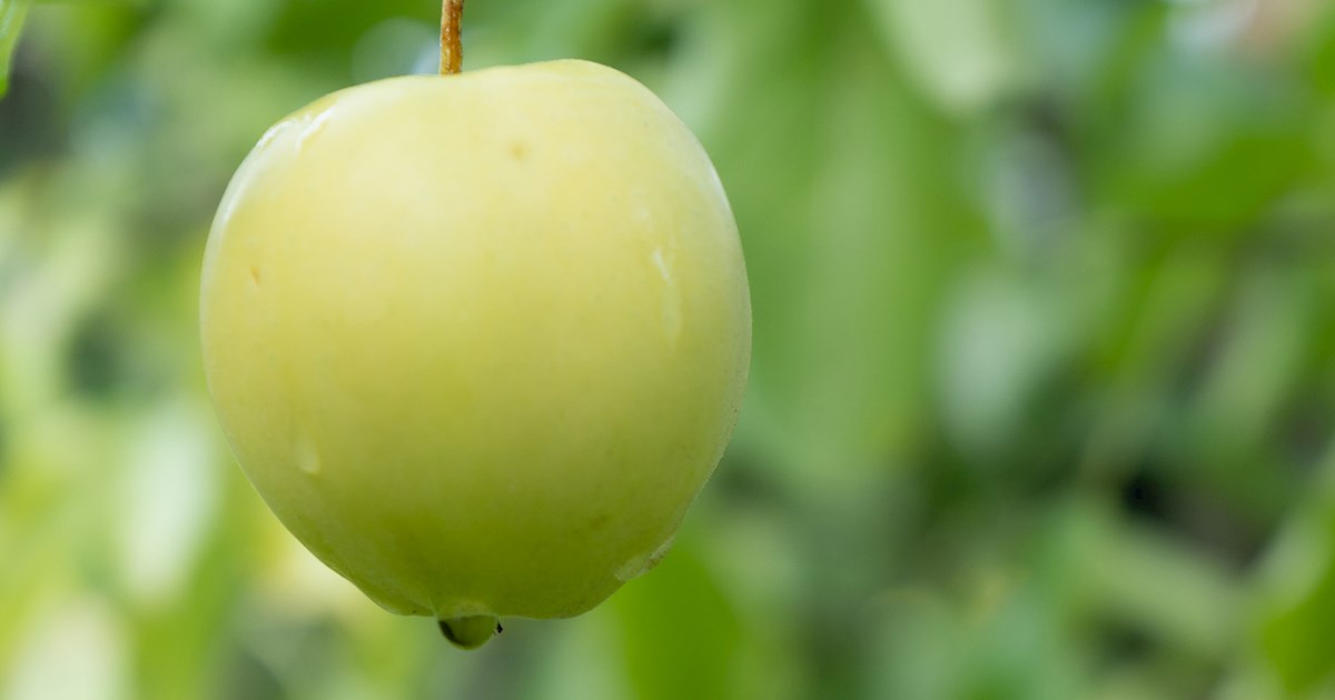 Rhode Island Greening Apples | Local Apple Variety From Rhode Island ...