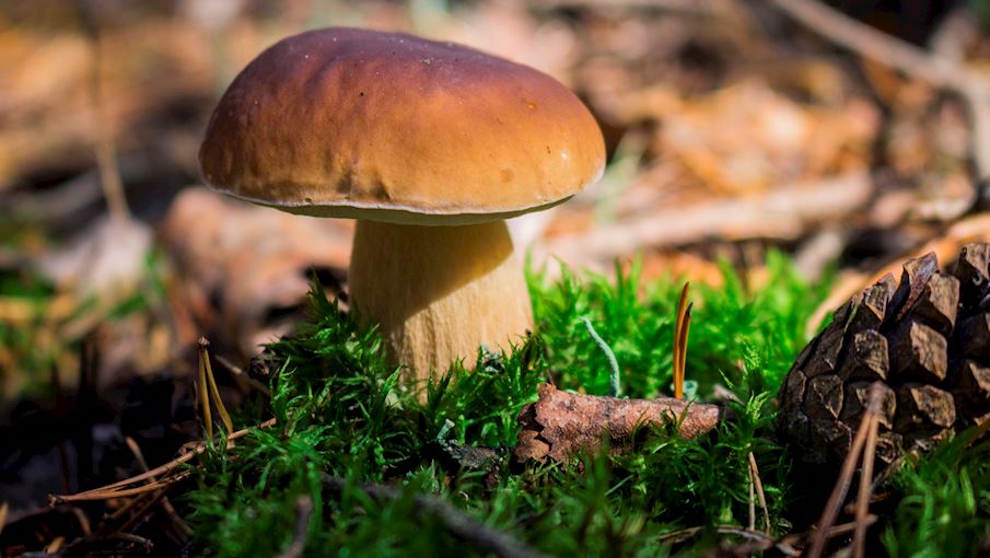 7 Best Mushrooms in the World - TasteAtlas