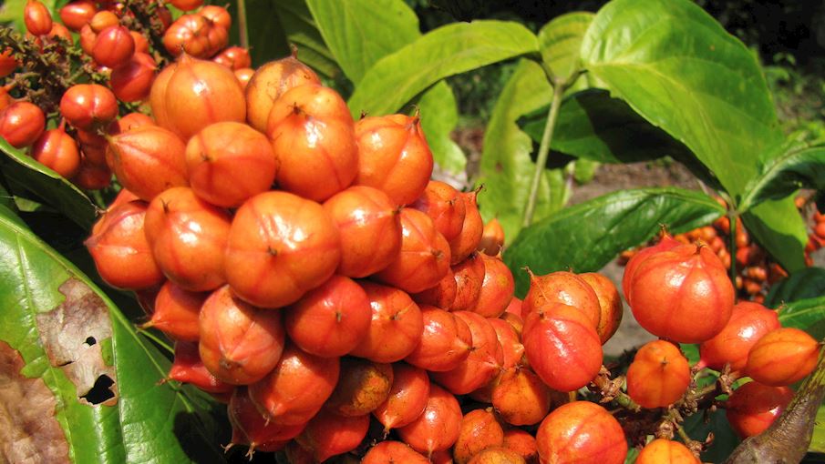 3 Most Popular Brazilian Plants TasteAtlas